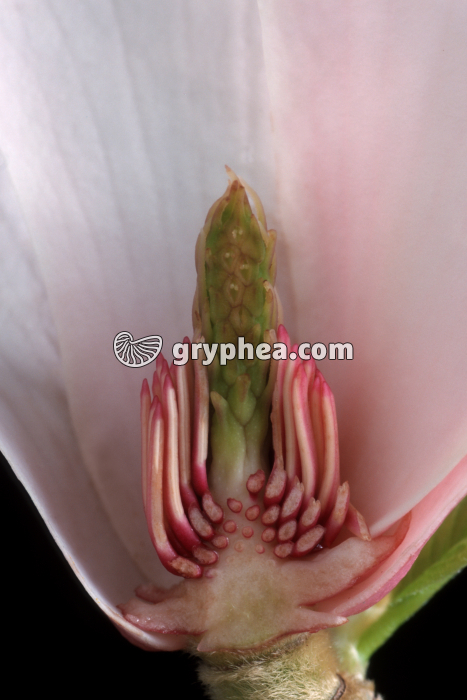 Magnolia (Magnolia grandiflora) - Fleur partiellement disséquée (détail des pièces florales internes) - gryphea.com